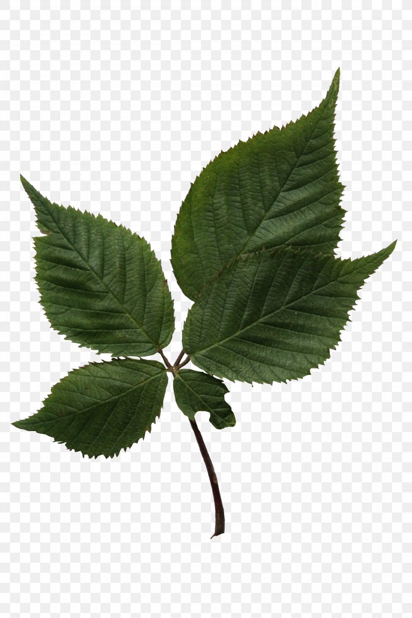 Leaf Tree Birch Plant Stem, PNG, 2304x3456px, 2017, 2018, Leaf, Alpha Channel, Alpha Compositing Download Free