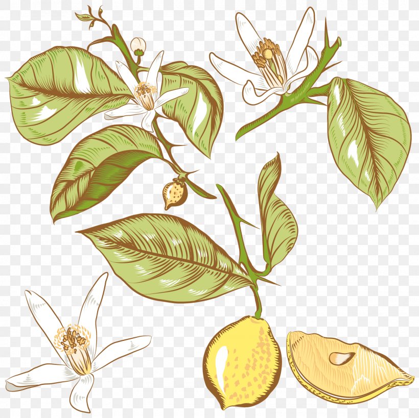 Lemon Flower Drawing Royalty-free, PNG, 1600x1600px, Lemon, Branch, Citrus, Drawing, Flora Download Free