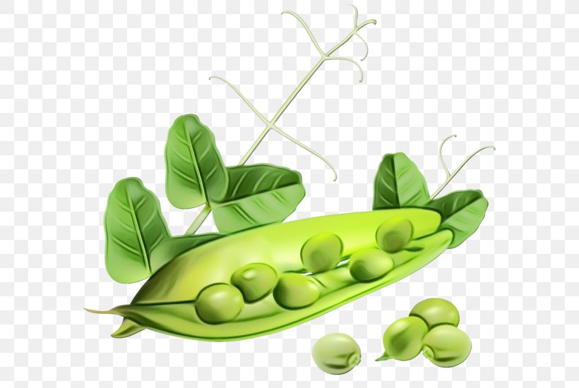 Pea Legume Snow Peas Snap Pea Plant, PNG, 600x550px, Watercolor, Fruit, Leaf, Legume, Legume Family Download Free