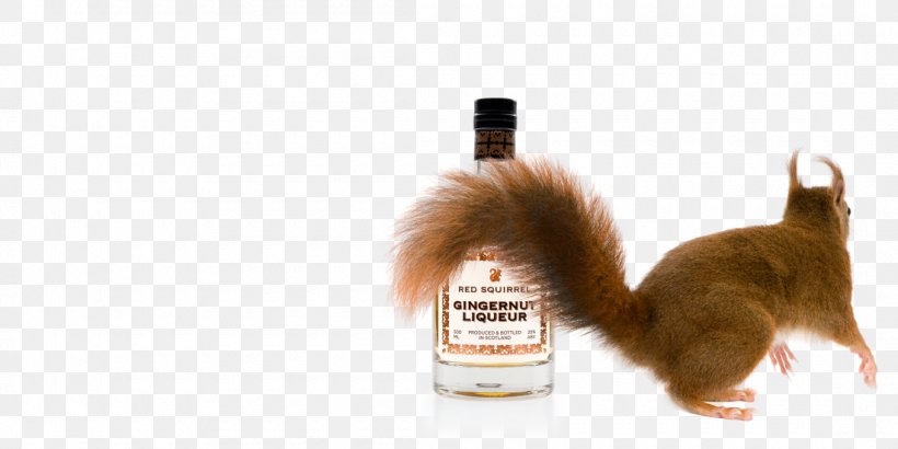 Red Squirrel Distilled Beverage Ginger Snap Drink, PNG, 1100x550px, Squirrel, Cat Like Mammal, Distilled Beverage, Drink, Fur Download Free