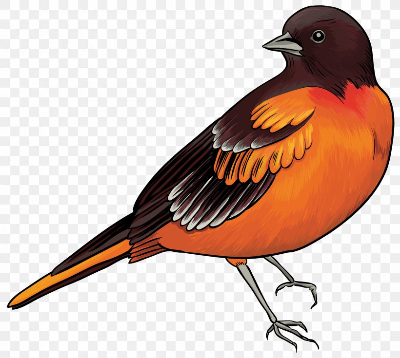 Robin Bird, PNG, 2500x2241px, Bird, Beak, Drawing, European Robin, House Sparrow Download Free