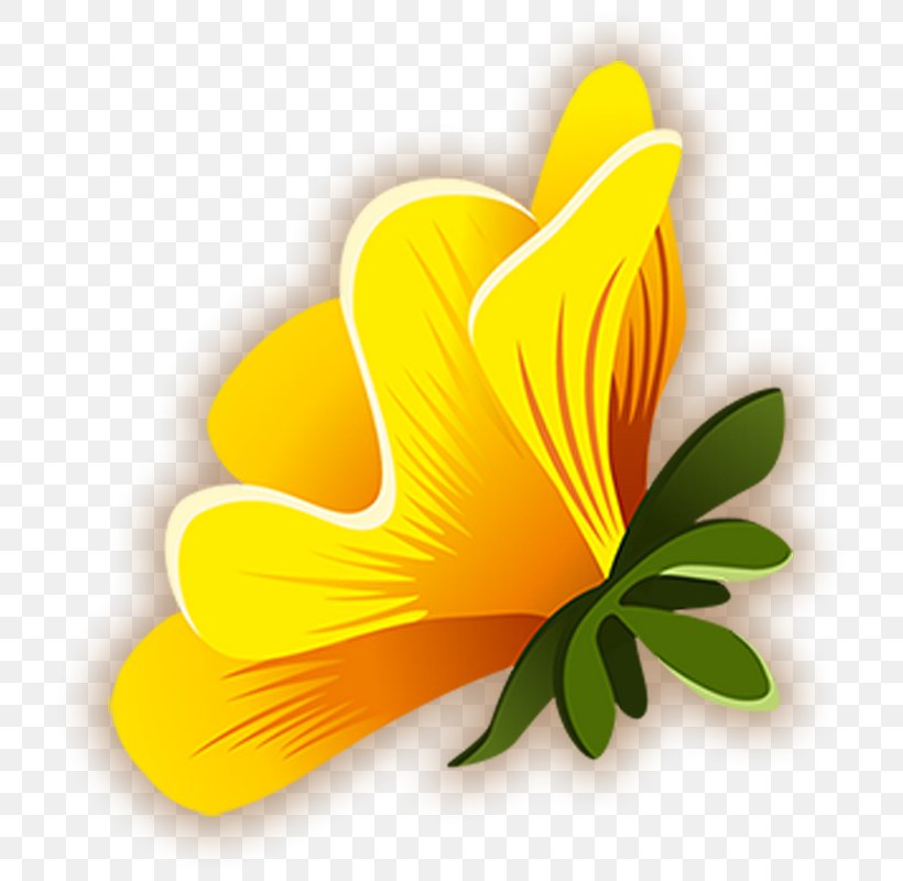 Common Hibiscus Yellow, PNG, 736x800px, Common Hibiscus, Color, Flower, Flowering Plant, Gratis Download Free