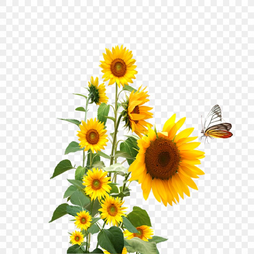 Common Sunflower, PNG, 1181x1181px, Common Sunflower, Cut Flowers, Daisy Family, Floral Design, Floristry Download Free