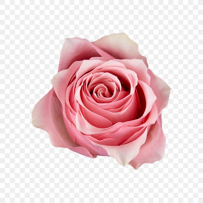 Garden Roses Cabbage Rose Floribunda Pink Cut Flowers, PNG, 1000x1002px, Garden Roses, Artificial Flower, Cabbage Rose, Celebrity, Cut Flowers Download Free