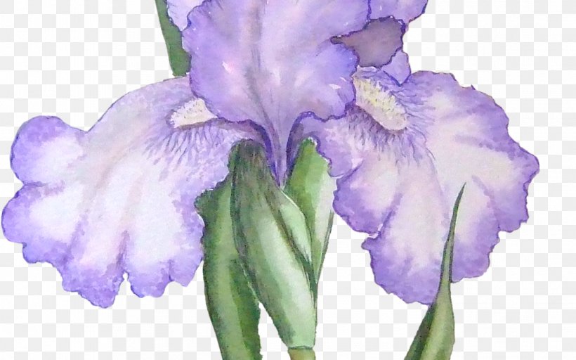 Orris Root Northern Blue Flag Iris Family Clip Art, PNG, 1368x855px, Orris Root, Cattleya, Cut Flowers, Drawing, Flower Download Free