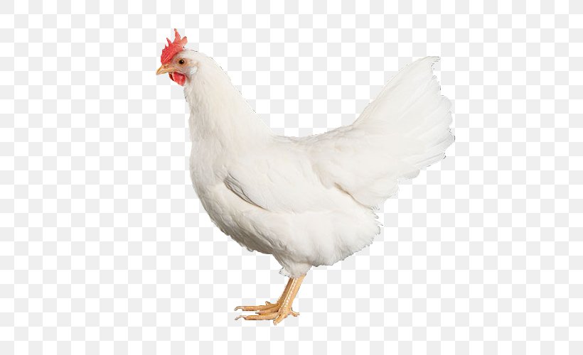 Rooster Broiler Jersey Giant Meat Chicken Tikka Masala, PNG, 500x500px, Rooster, Beak, Bird, Broiler, Chicken Download Free