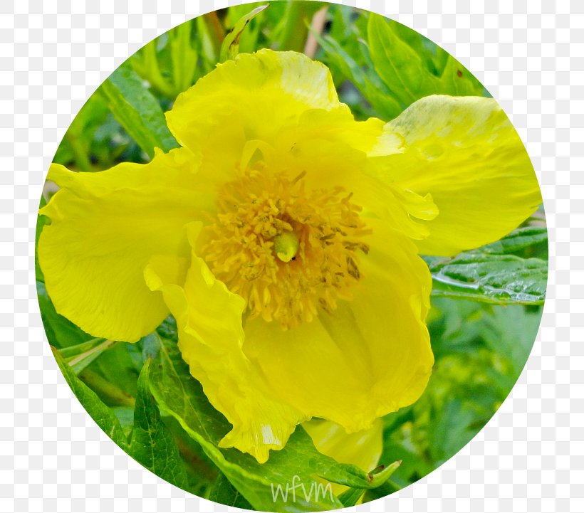 Wildflower, PNG, 721x721px, Wildflower, Annual Plant, Flower, Flowering Plant, Yellow Download Free
