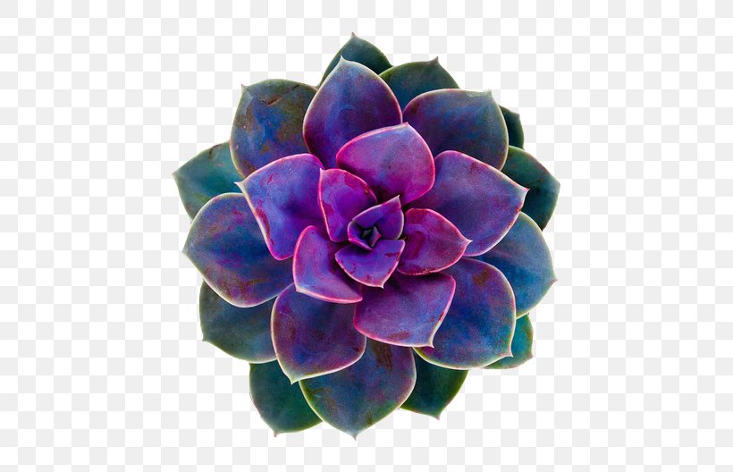 Cacti And Succulents Succulent Plant Flower Cactaceae Rose, PNG, 500x528px, Cacti And Succulents, Cactaceae, Cactus Garden, Color, Cut Flowers Download Free