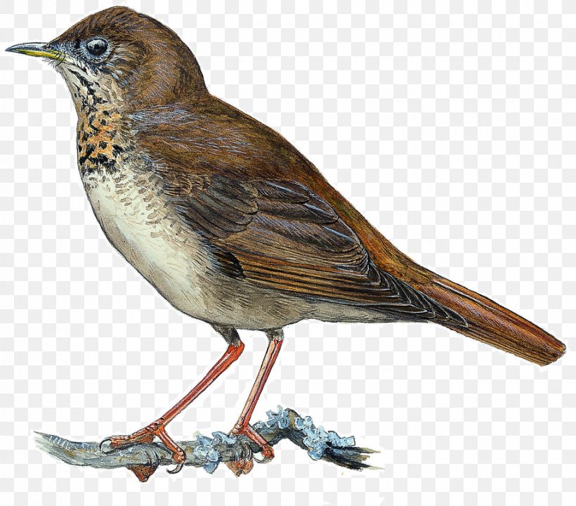 Common Nightingale Bicknell's Thrush European Robin Gray-cheeked Thrush House Sparrow, PNG, 917x806px, Common Nightingale, American Sparrows, Beak, Bird, Bird Migration Download Free