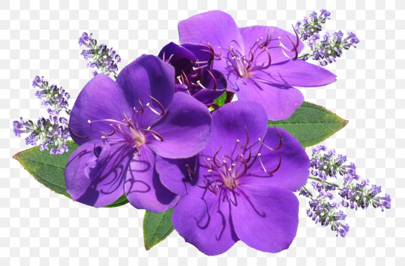 English Lavender Desktop Wallpaper Clip Art Flower Image, PNG, 960x631px, English Lavender, Aroma Compound, Essential Oil, Flower, Flower Bouquet Download Free