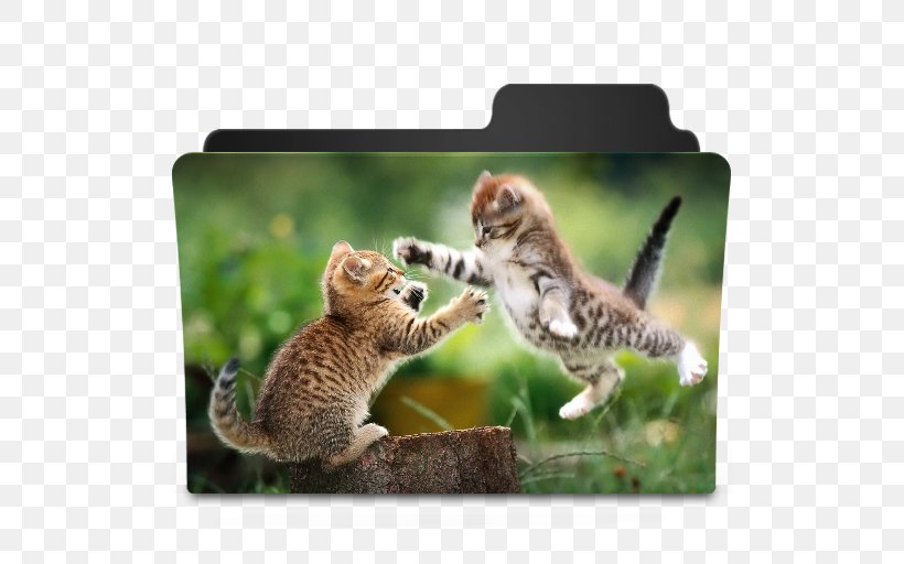 Kitten Cat Litter Trays Cuteness Desktop Wallpaper, PNG, 512x512px, Kitten, Animal, Bengal, Birthday, Carnivoran Download Free