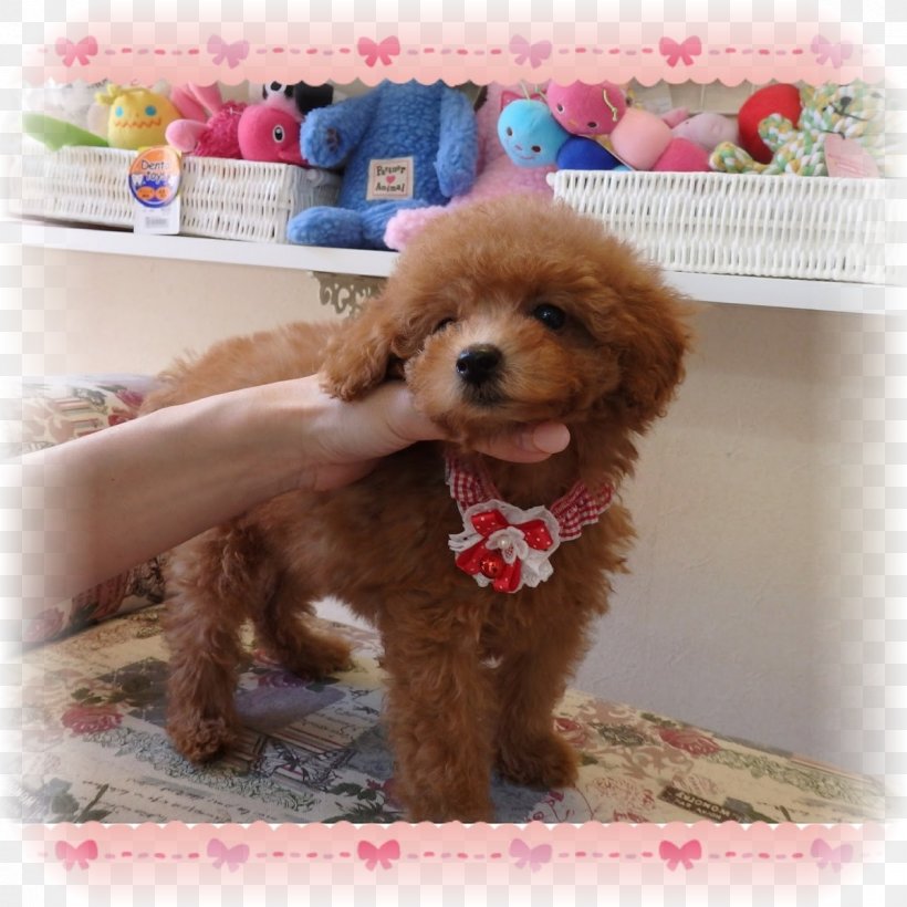 Miniature Poodle Toy Poodle Standard Poodle Goldendoodle Cockapoo, PNG, 1200x1200px, Miniature Poodle, Breed, Carnivoran, Cavapoo, Cockapoo Download Free