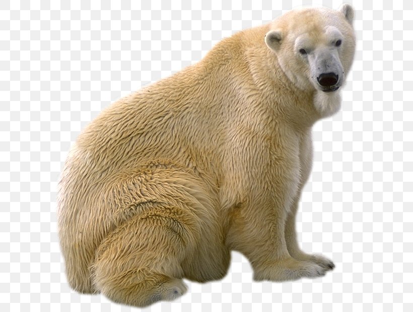 Polar Bear Brown Bear Giant Panda, PNG, 611x618px, Bear, Animal, Basabizitza, Brown Bear, Carnivoran Download Free