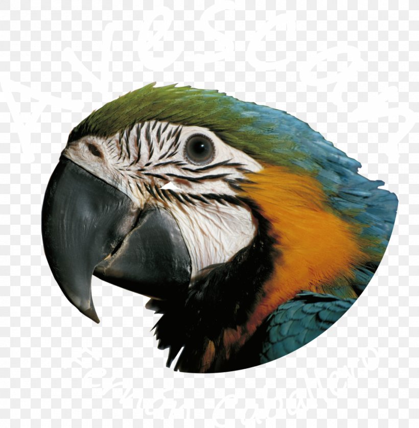 Society Finch Bird Macaw Weimaraner Vizsla, PNG, 960x982px, Society Finch, Beak, Bird, Budgerigar, Cockatoo Download Free
