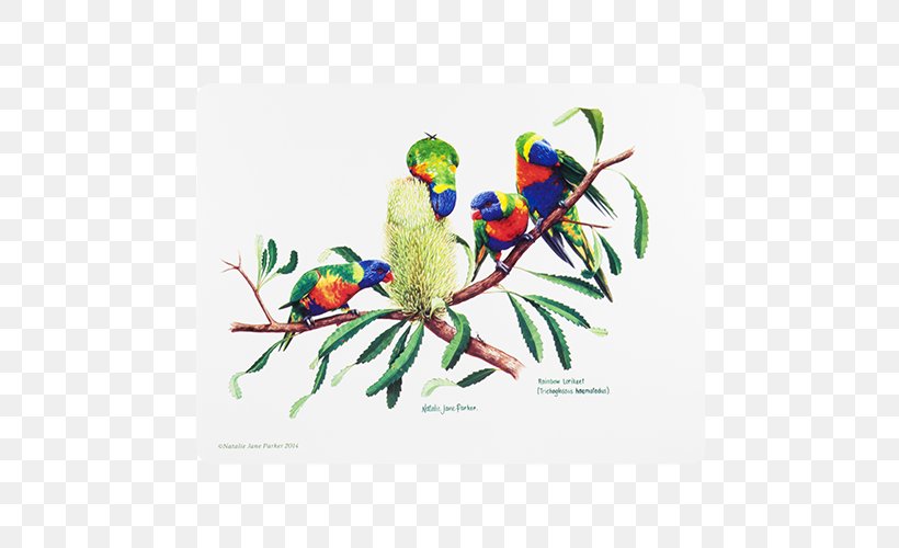 The Birds Of Australia The Birds Of Australia Loriini Rainbow Lorikeet, PNG, 500x500px, Bird, Australia, Beak, Birds Of Australia, Common Pet Parakeet Download Free