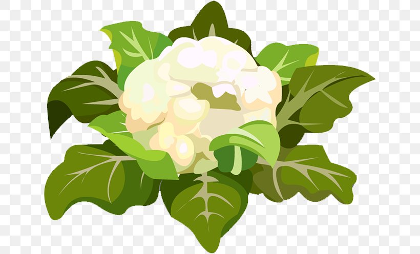 Cauliflower Floral Design Leaf Icon, PNG, 648x496px, Cauliflower, Brassica Oleracea, Floral Design, Floristry, Flower Download Free