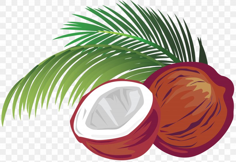 Coconut Milk Coconut Water Vector Graphics Illustration, PNG, 6595x4547px, Coconut Milk, Arecales, Coconut, Coconut Water, Food Download Free