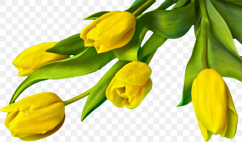 Indira Gandhi Memorial Tulip Garden Clip Art Image, PNG, 1200x705px, Indira Gandhi Memorial Tulip Garden, Cut Flowers, Easter, Flower, Flowering Plant Download Free