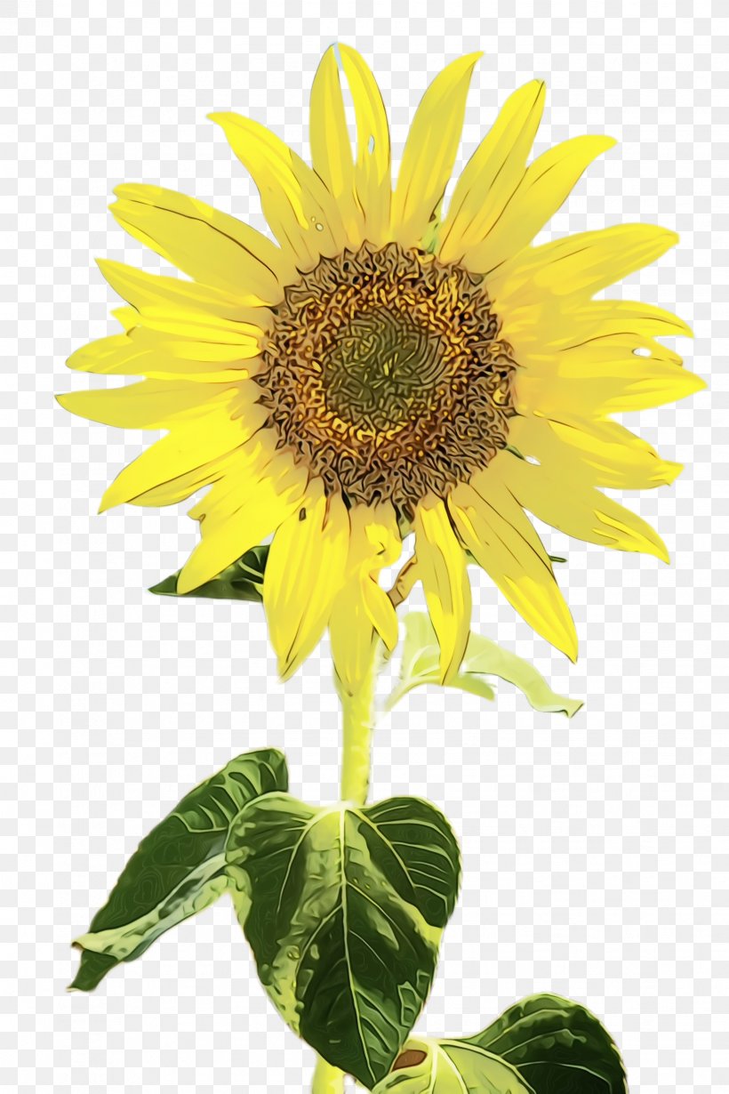 Plants Background, PNG, 1632x2448px, Sunflower, Annual Plant, Asterales, Bloom, Common Sunflower Download Free