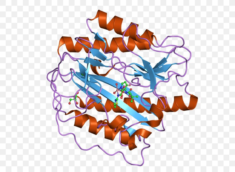 Aminopeptidase METAP1 Methionine Enzyme Protein, PNG, 800x600px, Aminopeptidase, Cell, Cell Cycle, Enzyme, Gene Download Free