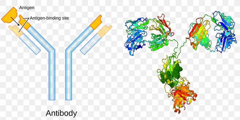 Antibody Protein Immune System Antigen Body Fluid, PNG, 1473x737px, Antibody, Antigen, B Cell, Body Fluid, Cell Signaling Download Free