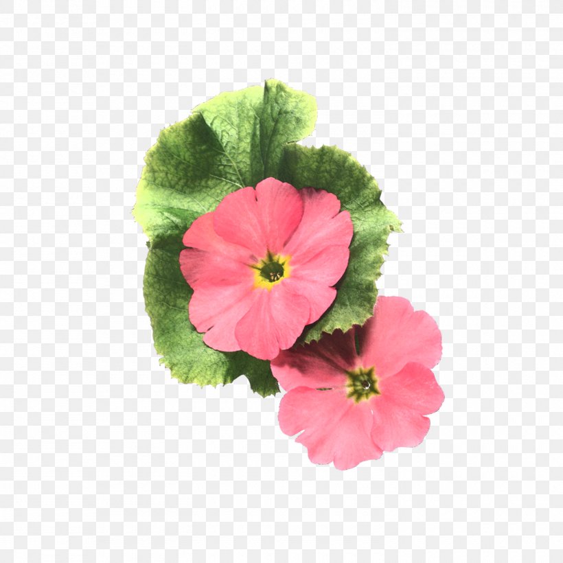 Flower Painting Petal, PNG, 1500x1500px, Flower, Annual Plant, Blog, Blume, Daum Download Free