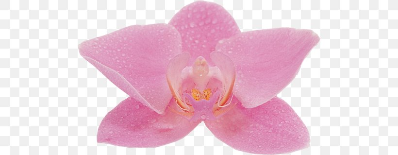 Moth Orchids Pink M, PNG, 500x319px, Moth Orchids, Flower, Flowering Plant, Magenta, Moth Orchid Download Free