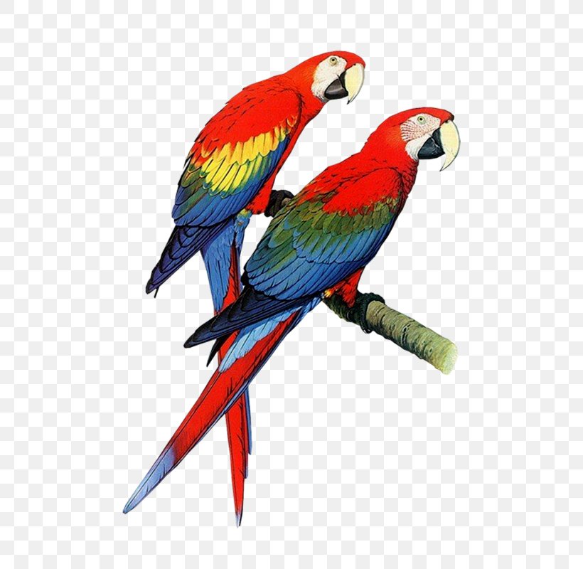 Parrot Bird Pet Clip Art, PNG, 570x800px, Parrot, Amazoncom, Beak, Bird, Book Download Free