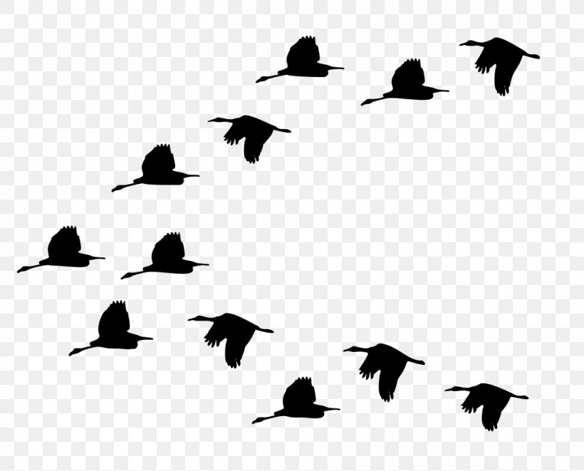 Duck Bird Migration Goose Mallard, PNG, 1000x807px, Duck, Animal, Animal Migration, Beak, Bird Download Free