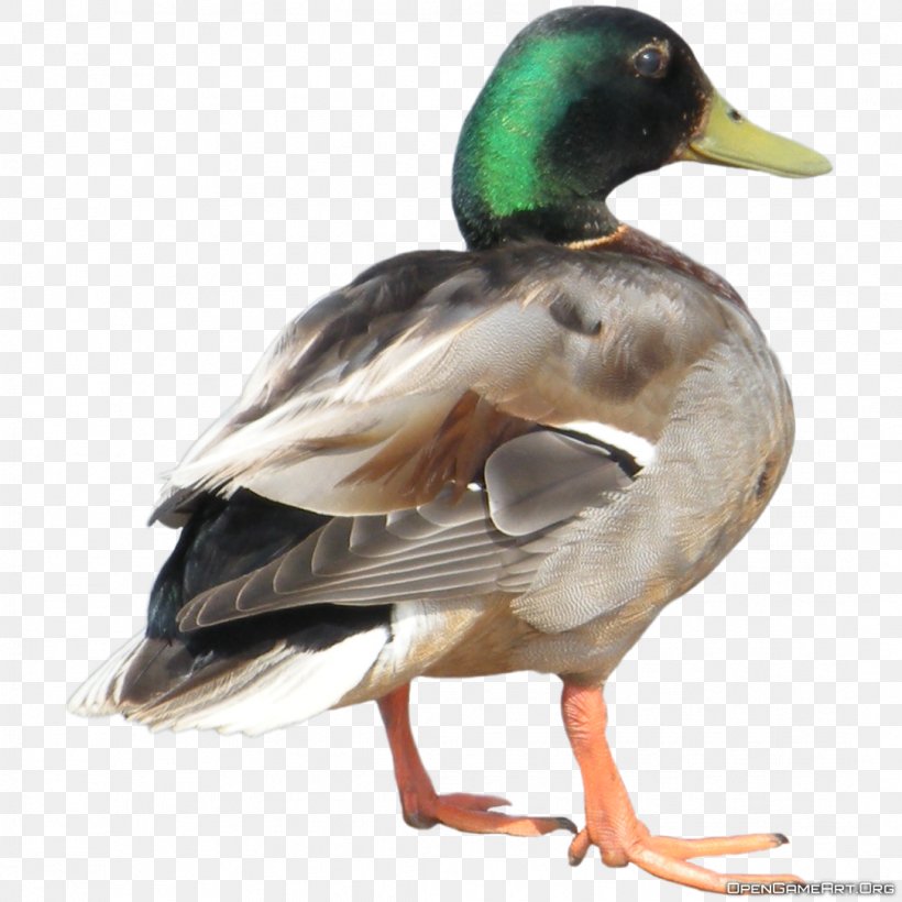 Duck Hunt Donald Duck American Pekin, PNG, 1084x1084px, American Pekin, Beak, Bird, Domestic Duck, Duck Download Free
