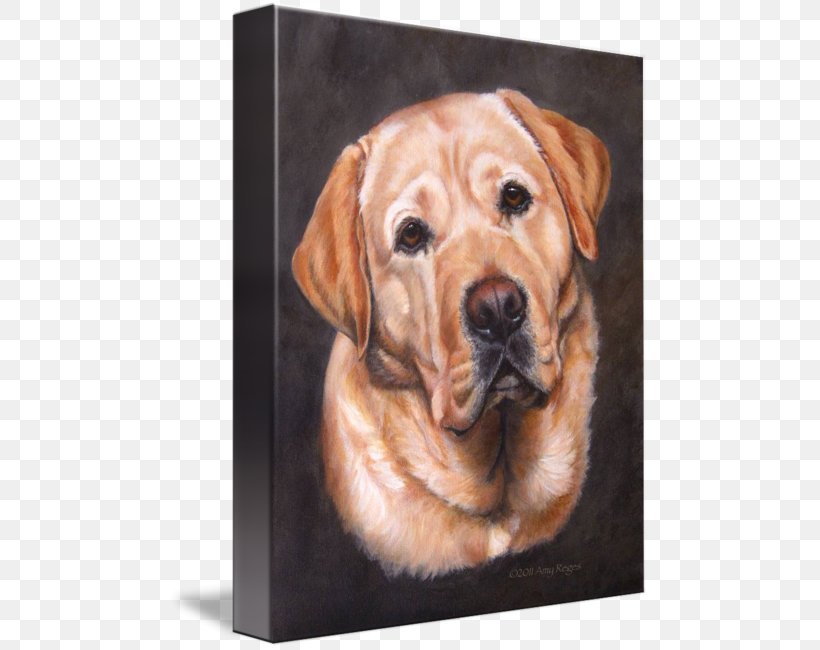 Labrador Retriever Golden Retriever Puppy Broholmer Dog Breed, PNG, 480x650px, Labrador Retriever, Art, Broholmer, Canvas, Canvas Print Download Free