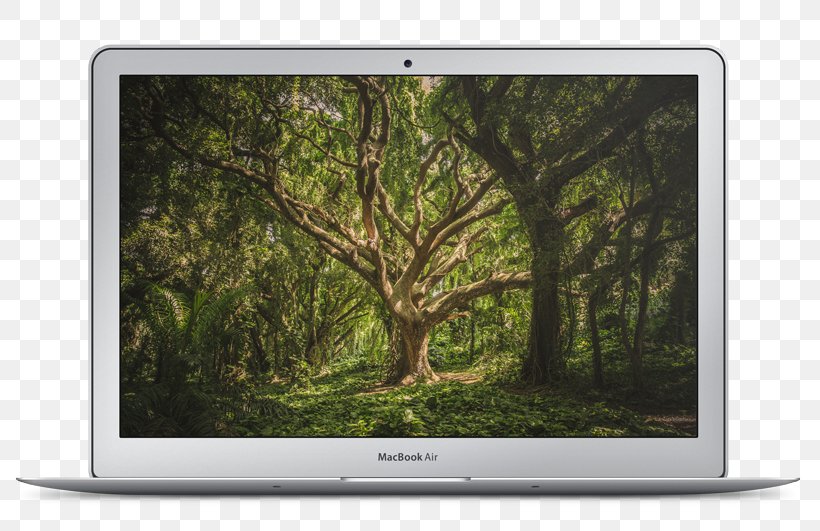 Nature Tree Animal Desktop Wallpaper Wildlife, PNG, 804x531px, 8k Resolution, Nature, Animal, Conservation, Display Device Download Free