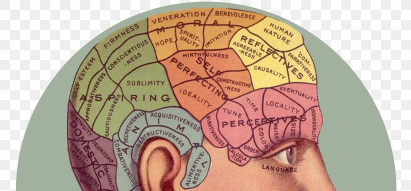 Phrenology [bust] Brain Human Head Psychology, PNG, 1500x700px, Watercolor, Cartoon, Flower, Frame, Heart Download Free