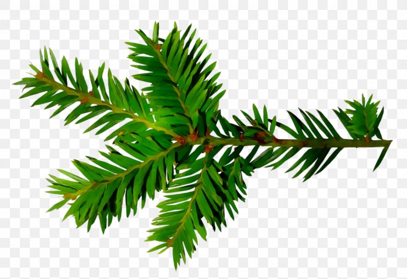 Spruce English Yew Fir Christmas Ornament Leaf, PNG, 1561x1072px, Spruce, American Larch, Balsam Fir, Biome, Branch Download Free