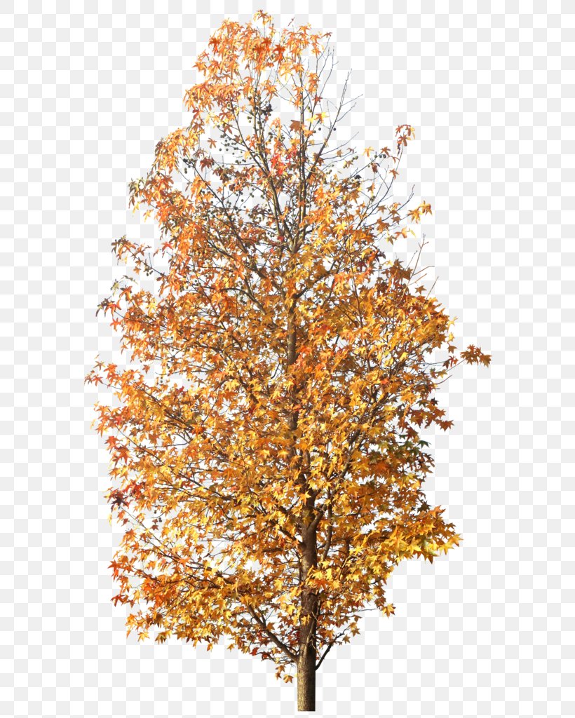 Twig Tree Autumn Clip Art, PNG, 604x1024px, Twig, Autumn, Branch, Deciduous, Image File Formats Download Free