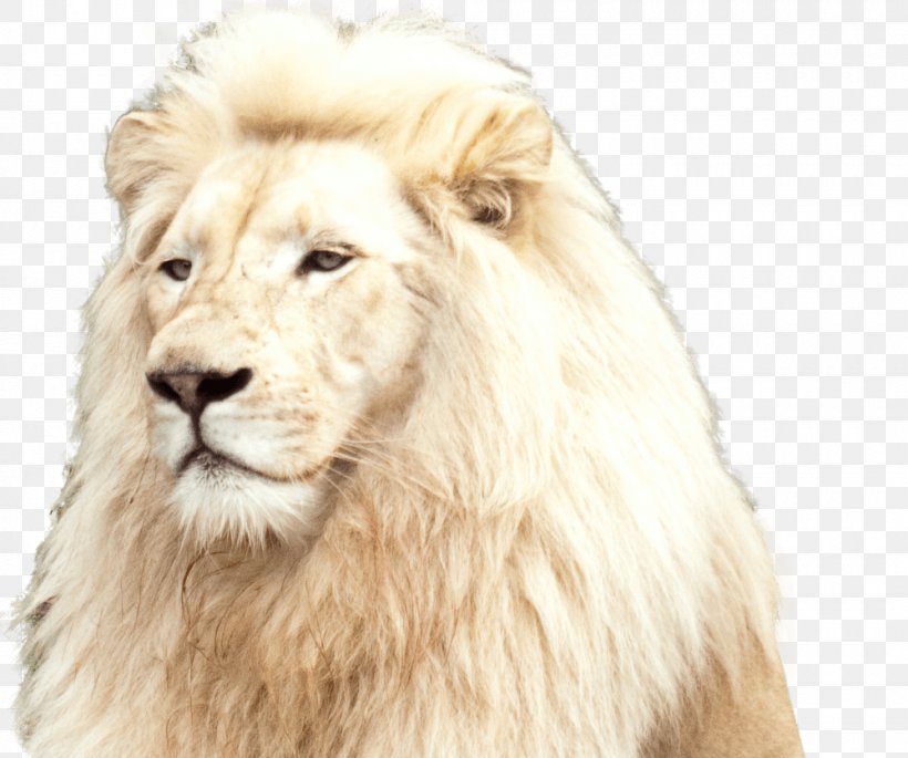 White Lion National Zoo & Aquarium Tiger Felidae, PNG, 1000x836px, Lion, Aquarium, Big Cat, Big Cats, Carnivoran Download Free