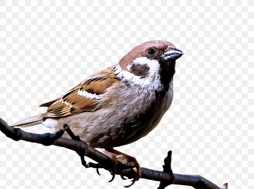 Bird Sparrow House Sparrow Beak Finch, PNG, 2316x1728px, Bird, Beak, Chipping Sparrow, Finch, House Sparrow Download Free