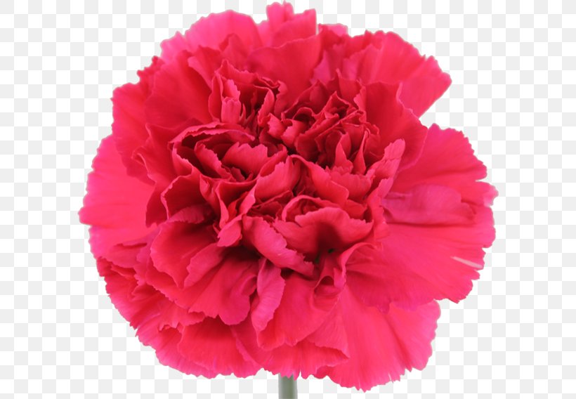 Carnation Cabbage Rose Cut Flowers Peony, PNG, 600x568px, Carnation, Cabbage Rose, Cut Flowers, Dianthus, Flower Download Free