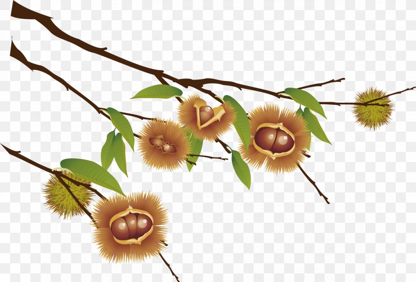 Castanea Crenata Sweet Chestnut Clip Art, PNG, 2348x1595px, Castanea Crenata, Branch, Chestnut, European Horsechestnut, Flora Download Free