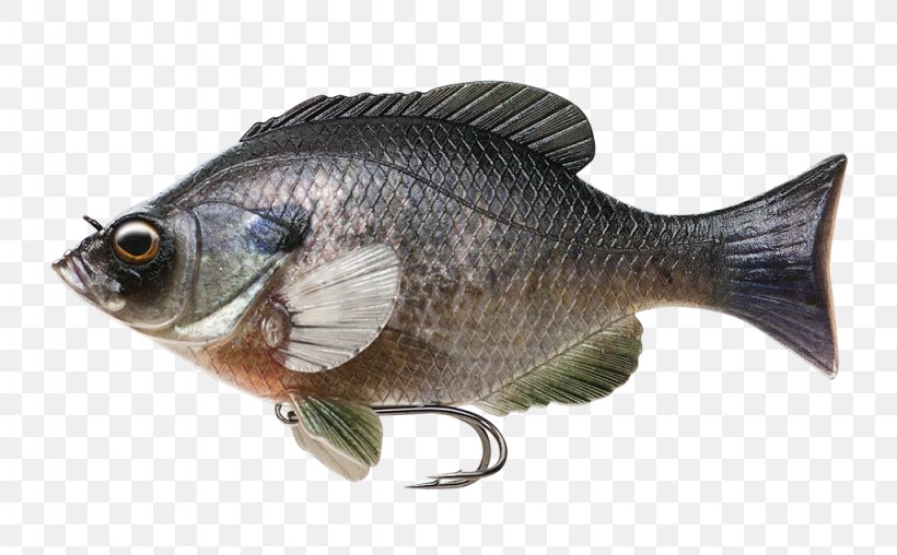 Fishing Baits & Lures Scortum Barcoo Swimbait, PNG, 1024x635px, Fish, Aquaculture, Bait, Barramundi, Bass Download Free