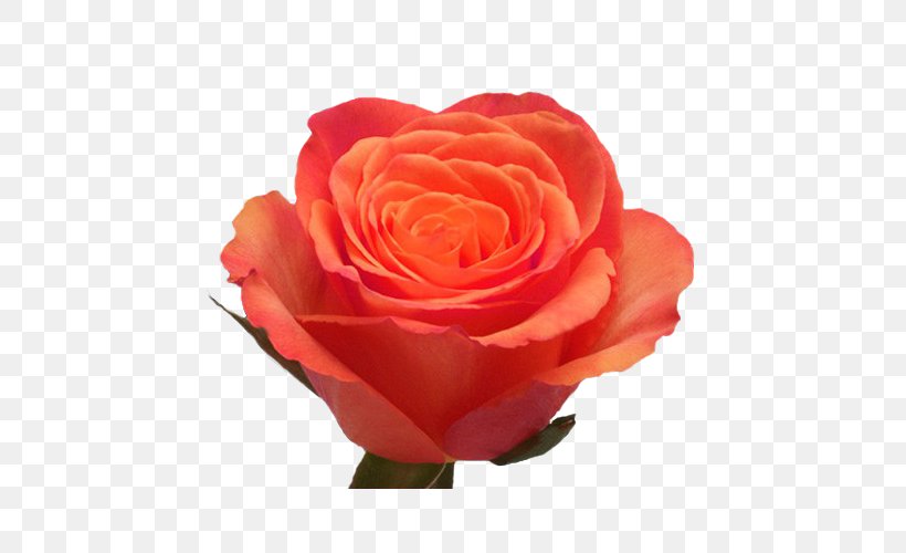 Garden Roses Cabbage Rose Floribunda Cut Flowers Petal, PNG, 500x500px, Garden Roses, Bestseller, Cabbage Rose, Candy, China Rose Download Free