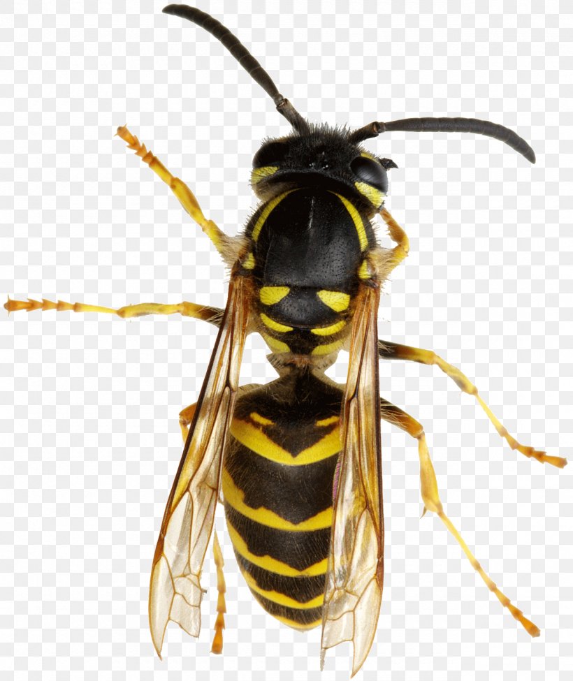 Hornet Bee True Wasps Nest, PNG, 1280x1522px, Hornet, Arthropod, Bee, Depositphotos, Fly Download Free