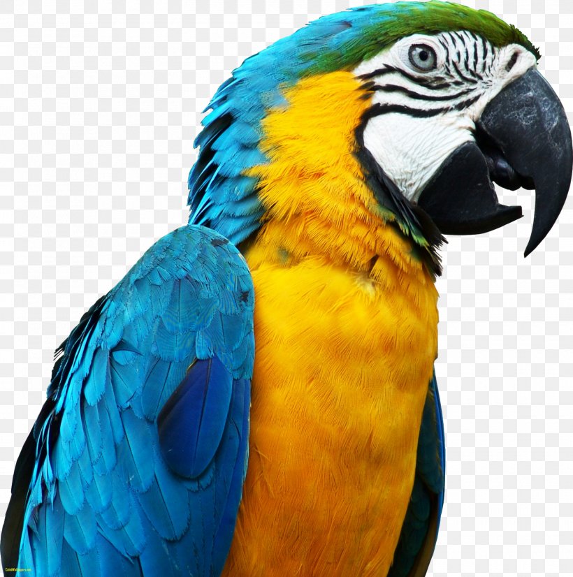 Parrot Bird Clip Art, PNG, 1600x1613px, Parrot, Beak, Bird, Common Pet Parakeet, Display Resolution Download Free