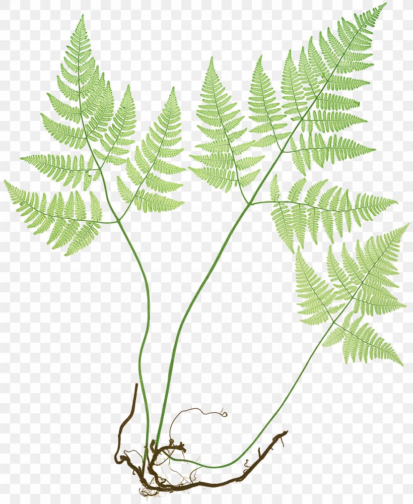 The Ferns Of Great Britain And Ireland Common Polypody Northern Oak Fern Elkhorn Fern, PNG, 1476x1800px, Ferns Of Great Britain And Ireland, Branch, Elkhorn Fern, Fern, Ferns And Horsetails Download Free