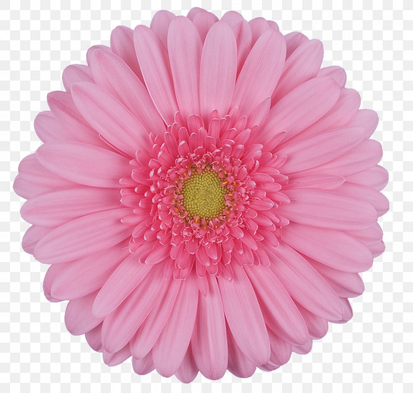 Transvaal Daisy Cut Flowers Clip Art, PNG, 1100x1047px, Transvaal Daisy, Aster, Carnation, Chrysanthemum, Chrysanths Download Free