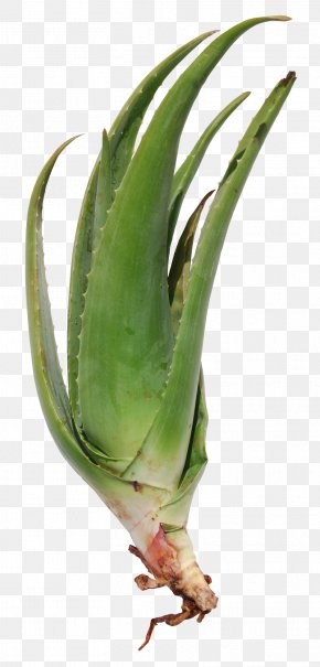 Plant - Aloe Vera Plant Gel Xanthorrhoeaceae Leaf PNG