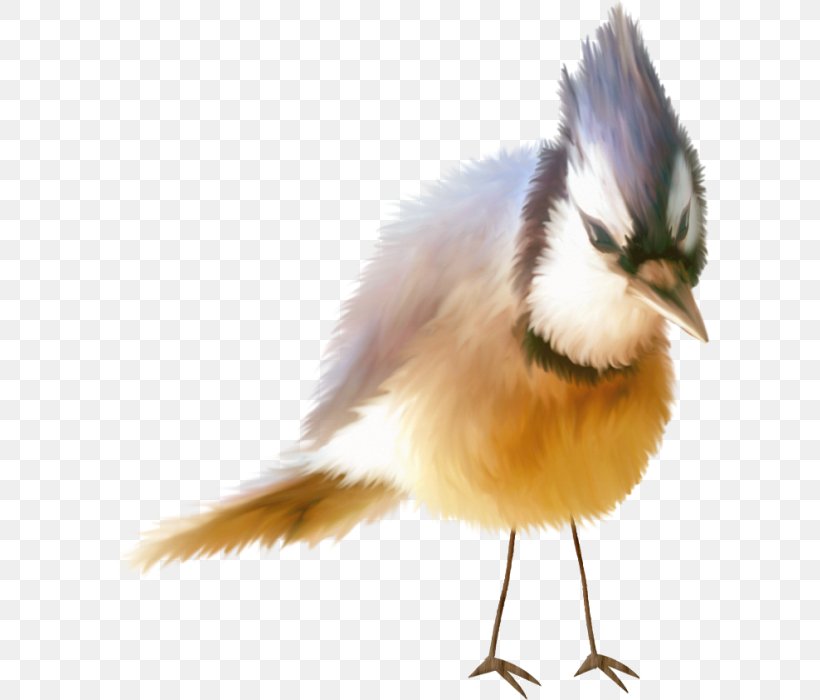 Beak Bird Wren Blue Jay Feather, PNG, 600x700px, Beak, Bird, Birdwatching, Blue Jay, Cyanocitta Download Free