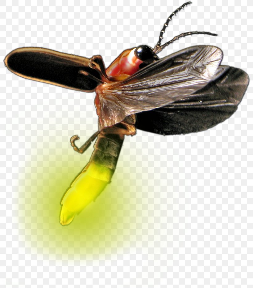 Bee Background, PNG, 805x931px, Firefly, Atp Test, Beetle, Bioluminescence, Blister Beetles Download Free