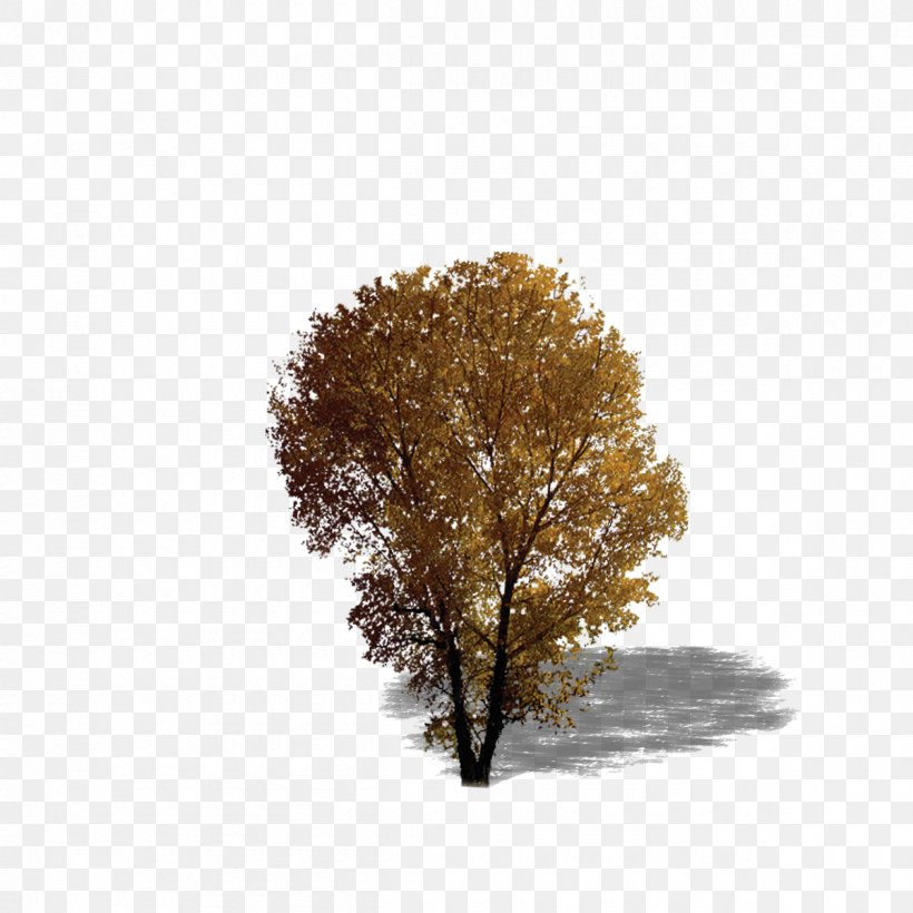 Broad-leaved Tree Texture Mapping Evergreen, PNG, 1200x1200px, 3d Computer Graphics, Tree, Broadleaved Tree, Deciduous, Evergreen Download Free