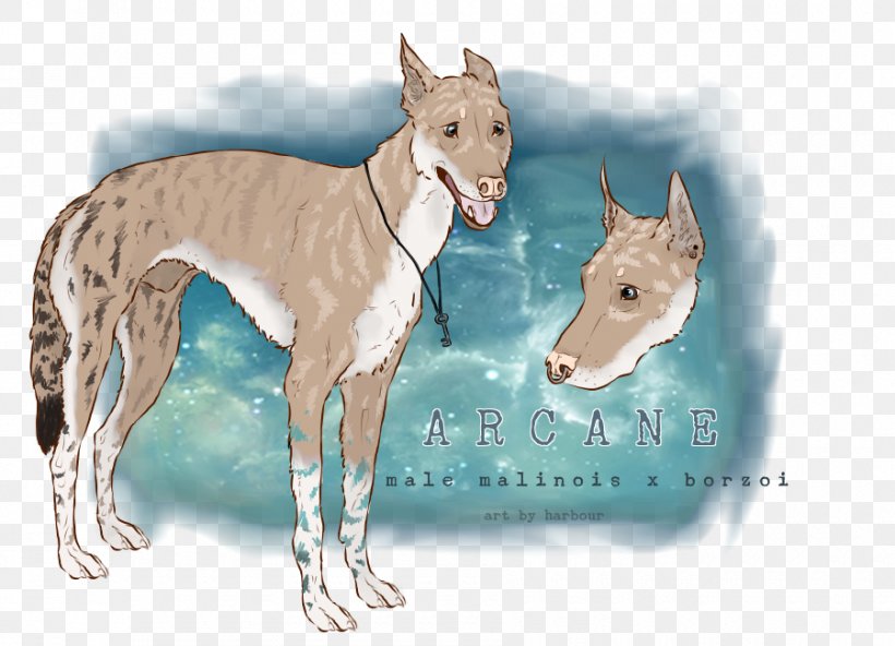 Italian Greyhound Whippet Spanish Greyhound Ibizan Hound, PNG, 900x650px, Italian Greyhound, Breed, Carnivoran, Dog, Dog Breed Download Free